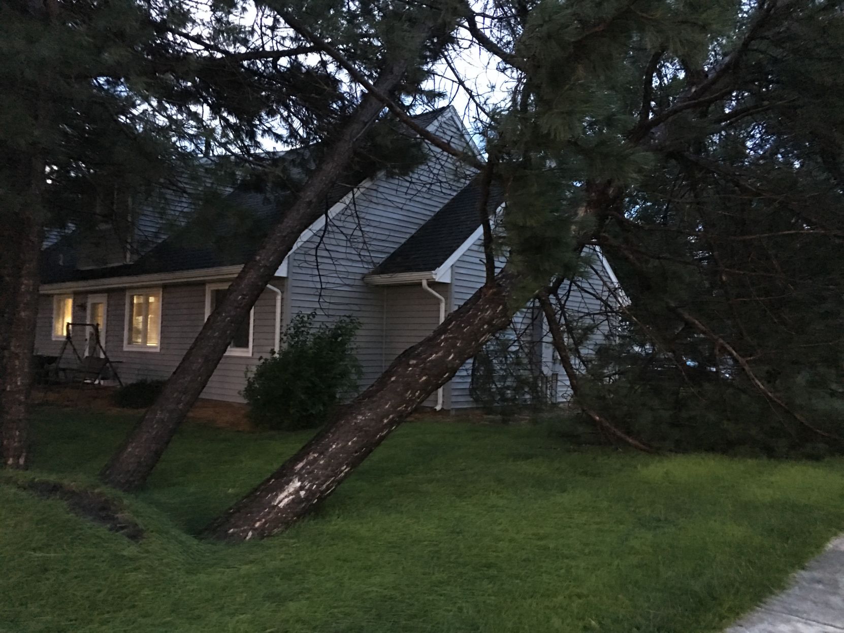 Pine tree down